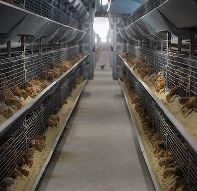 應用場景畜牧業 應用場景畜牧業